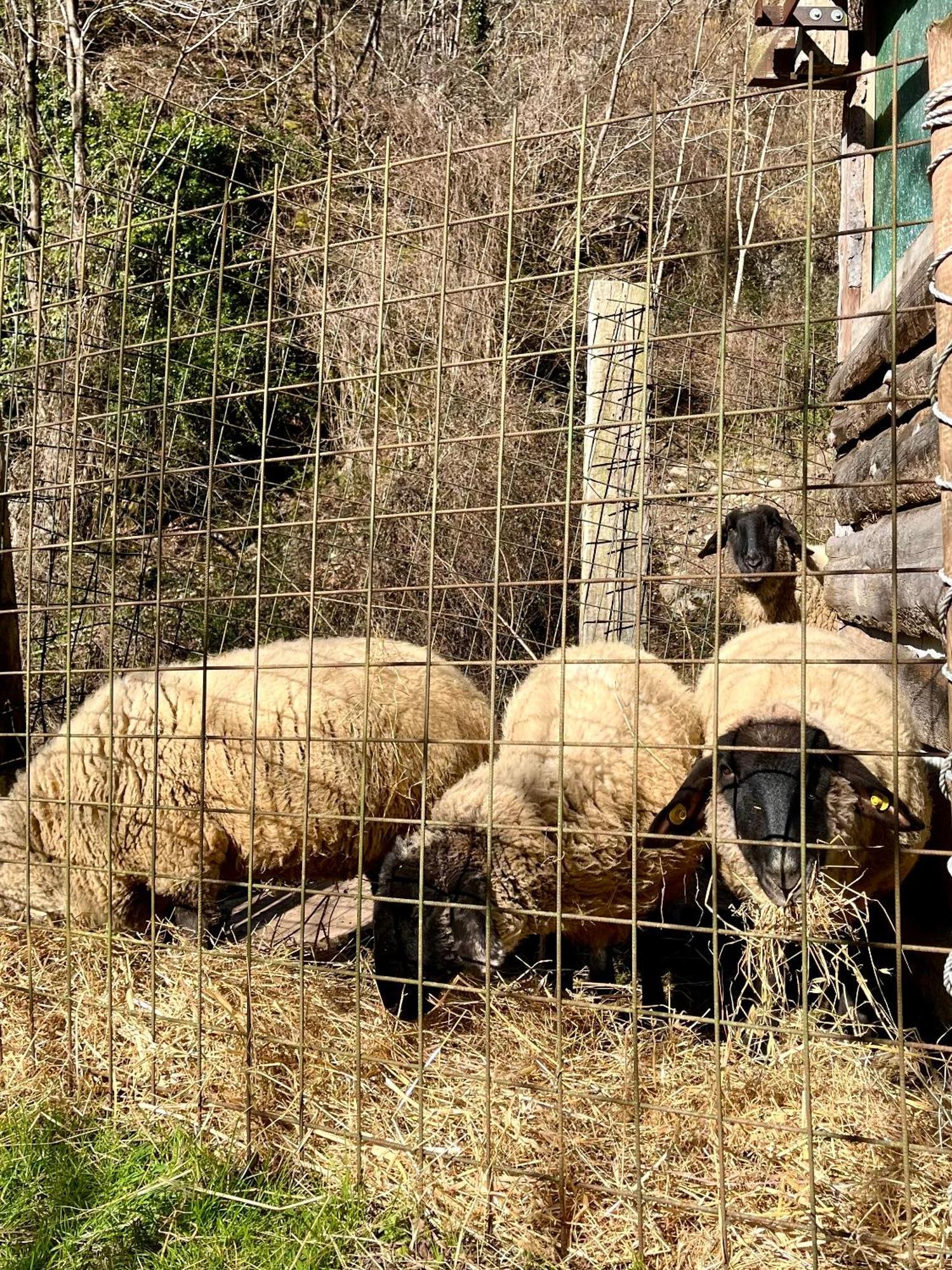 Agriturismo La Vecchia Chioderia Grandola ed Uniti Dış mekan fotoğraf