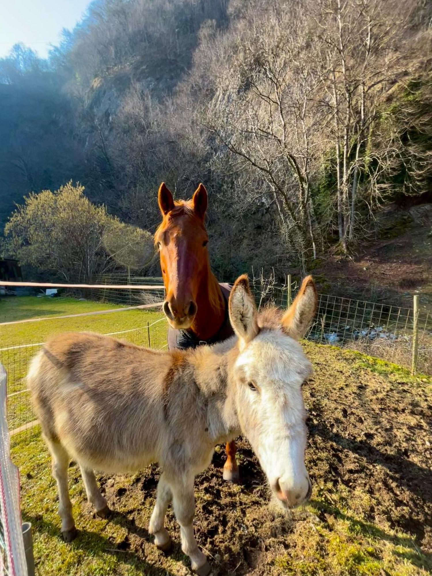 Agriturismo La Vecchia Chioderia Grandola ed Uniti Dış mekan fotoğraf